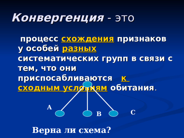 Конвергенция - это  процесс схождения признаков у особей разных систематических групп в связи с тем, что они приспосабливаются к сходным условиям обитания . А С В Верна ли схема? 