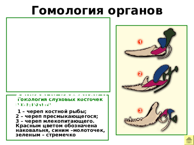 Гомология органов  Изучение анатомии черепа в ряду высших и низших позвоночных позволило установить гомологию костей черепа у рыб и слуховых косточек у млекопитающих. Пример морфологических доказательств эволюции – гомология костей черепа и слуховых косточек.  Гомология слуховых косточек позвоночных  1 – череп костной рыбы; 2 – череп пресмыкающегося; 3 – череп млекопитающего. Красным цветом обозначена наковальня, синим –молоточек, зеленым – стремечко  