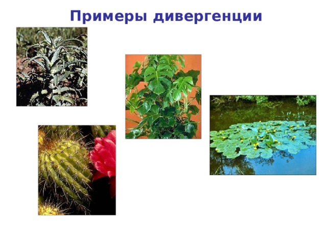Примеры дивергенции Алоэ Монстера Кубышка Кактус 