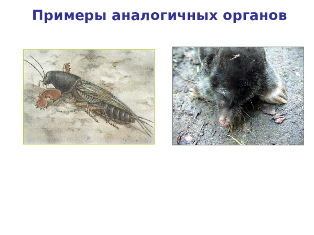 Примеры аналогичных органов Копательные конечности крота Копательные конечности медведки 