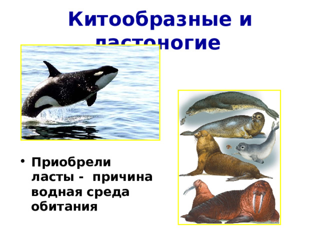 Китообразные и ластоногие  Приобрели ласты - причина водная среда обитания 