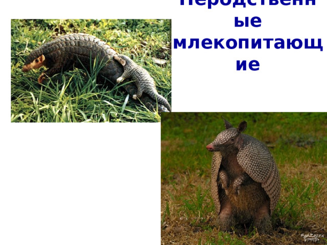 Неродственные млекопитающие Панголин Африка Отряд панголины (ящеры)  Броненосец Южная Америка Отряд: Неполнозубые  