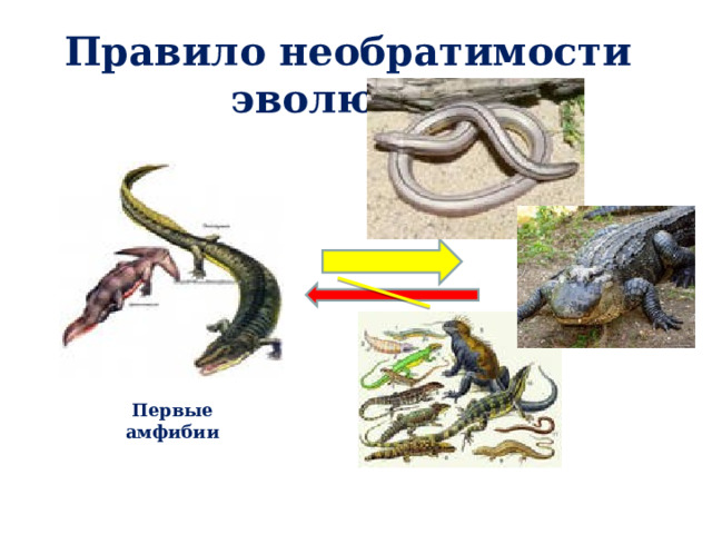 Правило необратимости эволюции Первые амфибии 
