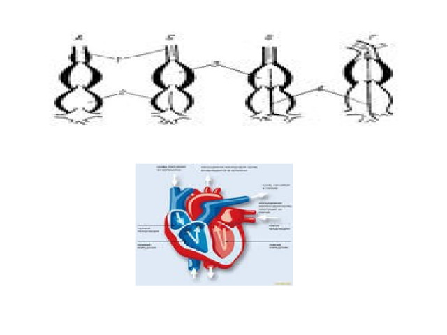 Схема усложнения строения сердца у позвоночных 