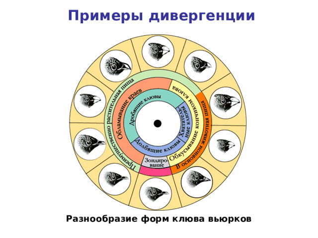 Примеры дивергенции Разнообразие форм клюва вьюрков 