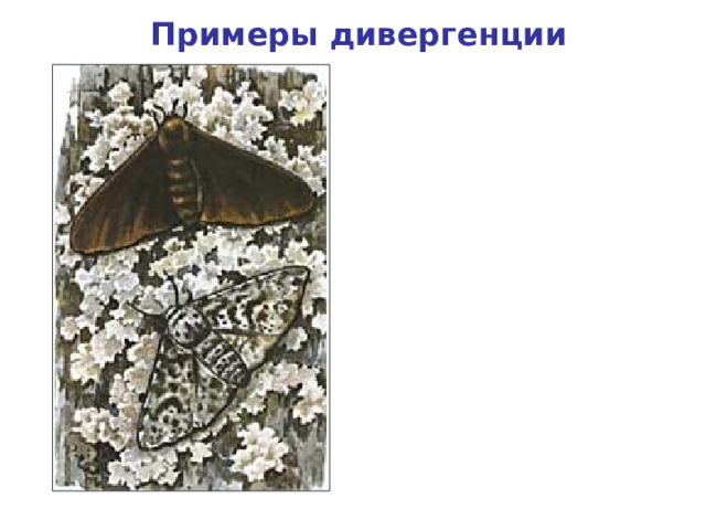 Примеры дивергенции Индустриальный меланизм березовой пяденицы 