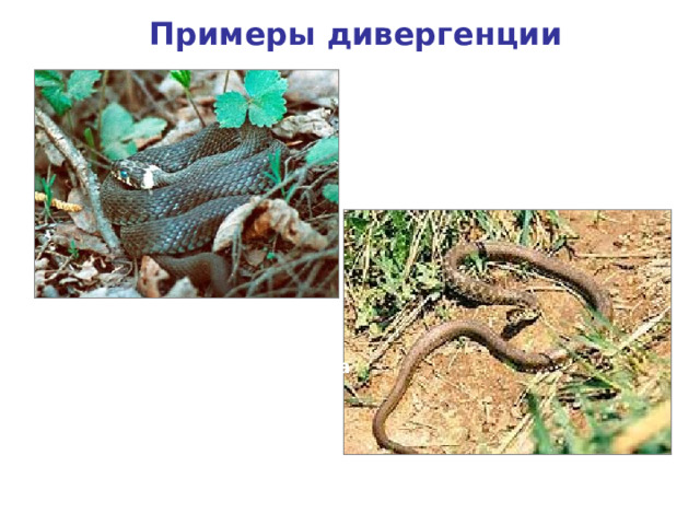 Примеры дивергенции Различие в окраске ужа обыкновенного 