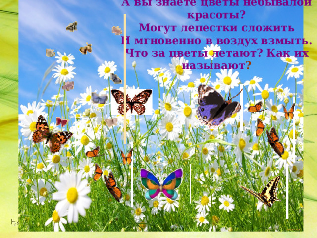 А вы знаете цветы небывалой красоты?  Могут лепестки сложить  И мгновенно в воздух взмыть.  Что за цветы летают? Как их называют ? 