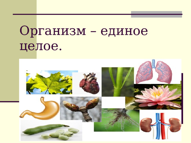 Организм – единое целое. 