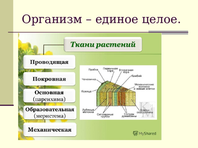 Организм – единое целое. 