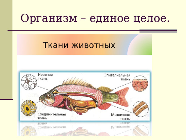 Организм – единое целое. 