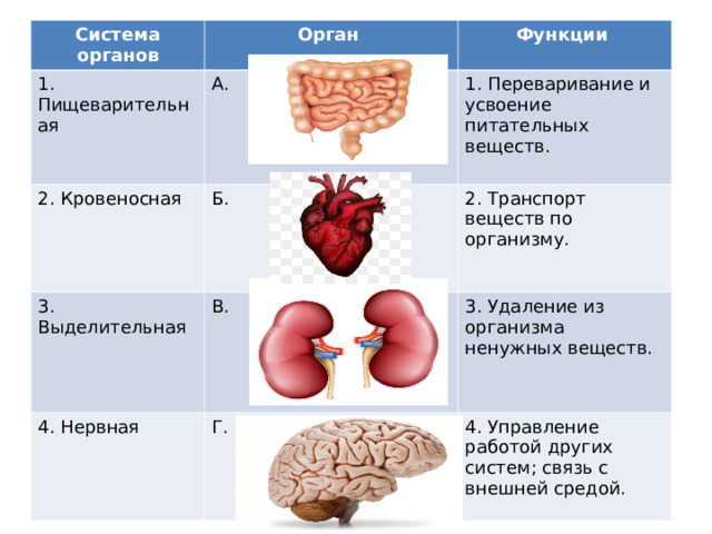 Система органов 1. Пищеварительная Орган 2. Кровеносная А. Функции 3. Выделительная Б. 1. Переваривание и усвоение питательных веществ. В. 2. Транспорт веществ по организму. 4. Нервная 3. Удаление из организма ненужных веществ. Г. 4. Управление работой других систем; связь с внешней средой. 