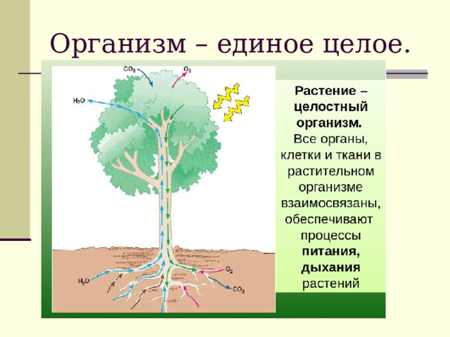 Организм – единое целое. 