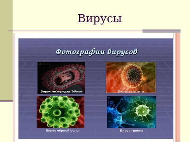 Вирусы 
