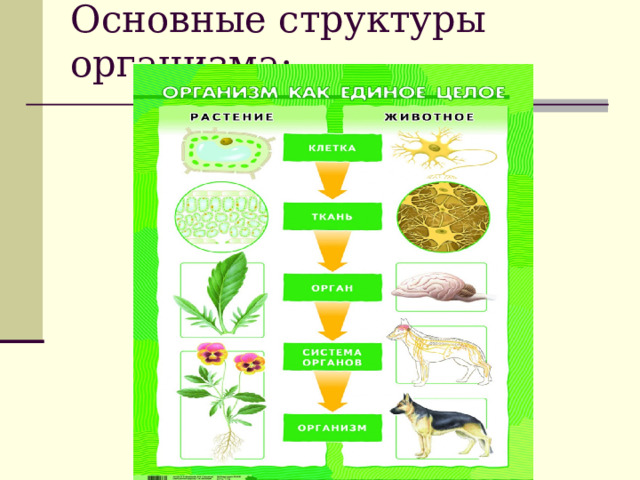 Основные структуры организма: 