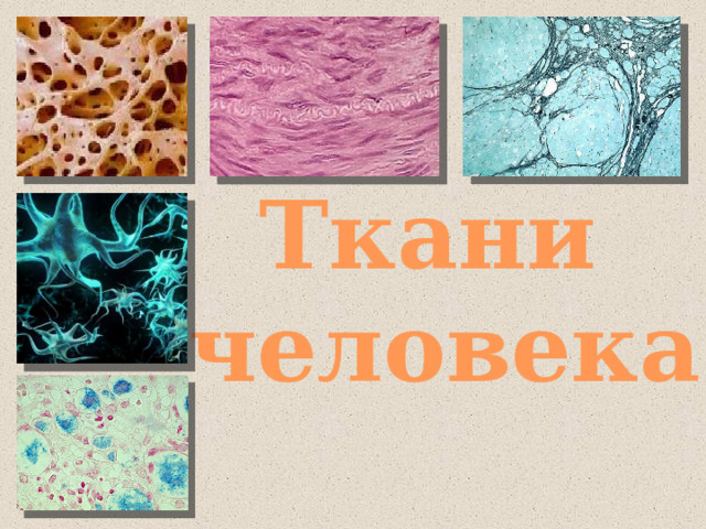 Ткани человека 