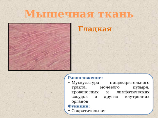 Мышечная ткань Гладкая Расположение: Мускулатура пищеварительного тракта, мочевого пузыря, кровеносных и лимфатических сосудов и других внутренних органов Функции: Сократительная 
