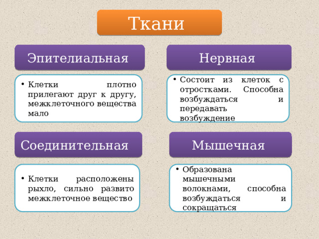 Ткани Эпителиальная Нервная Клетки плотно прилегают друг к другу, межклеточного вещества мало Состоит из клеток с отростками. Способна возбуждаться и передавать возбуждение Соединительная Мышечная Клетки расположены рыхло, сильно развито межклеточное вещество Образована мышечными волокнами, способна возбуждаться и сокращаться 