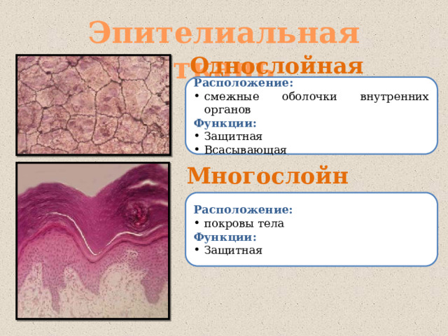 Эпителиальная ткань Однослойная Расположение: смежные оболочки внутренних органов Функции: Защитная Всасывающая Многослойная Расположение: покровы тела Функции: Защитная 