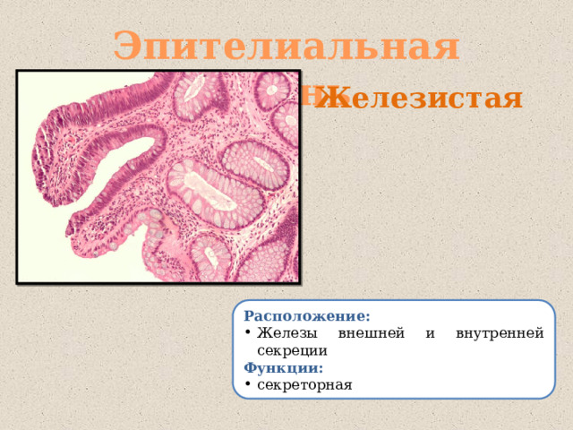 Эпителиальная ткань Железистая Расположение: Железы внешней и внутренней секреции Функции: секреторная 