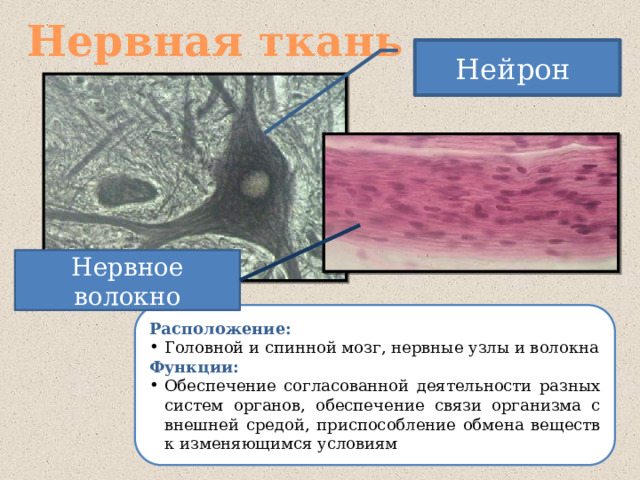 Нервная ткань Нейрон Нервное волокно Расположение: Головной и спинной мозг, нервные узлы и волокна Функции: Обеспечение согласованной деятельности разных систем органов, обеспечение связи организма с внешней средой, приспособление обмена веществ к изменяющимся условиям 