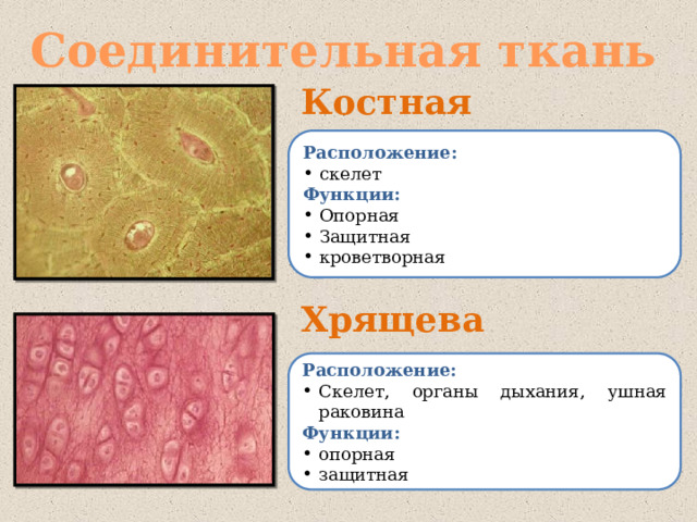 Соединительная ткань Костная Расположение: скелет Функции: Опорная Защитная кроветворная Хрящевая Расположение: Скелет, органы дыхания, ушная раковина Функции: опорная защитная 