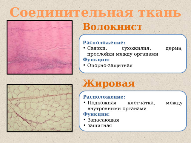 Соединительная ткань Волокнистая Расположение: Связки, сухожилия, дерма, прослойки между органами Функции: Опорно-защитная Жировая Расположение: Подкожная клетчатка, между внутренними органами Функции: Запасающая защитная 