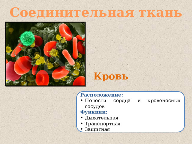 Соединительная ткань Кровь Расположение: Полости сердца и кровеносных сосудов Функции: Дыхательная Транспортная Защитная 