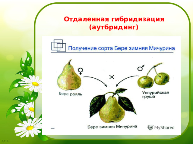   Отдаленная гибридизация (аутбридинг) 