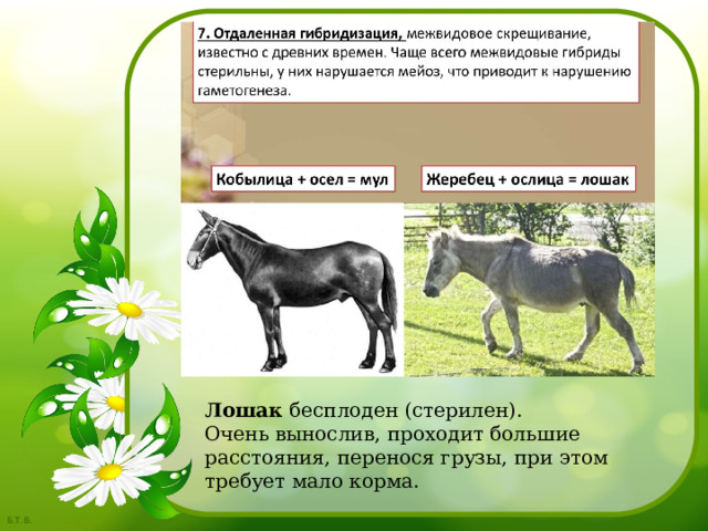 Лошак бесплоден (стерилен). Очень вынослив, проходит большие расстояния, перенося грузы, при этом требует мало корма. 