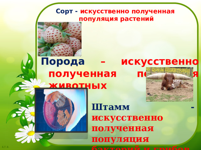 Сорт - искусственно полученная  популяция растений   Порода – искусственно полученная популяция животных  Штамм - искусственно полученная популяция бактерий и грибов 