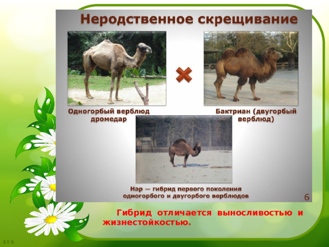  Гибрид отличается выносливостью и жизнестойкостью. 