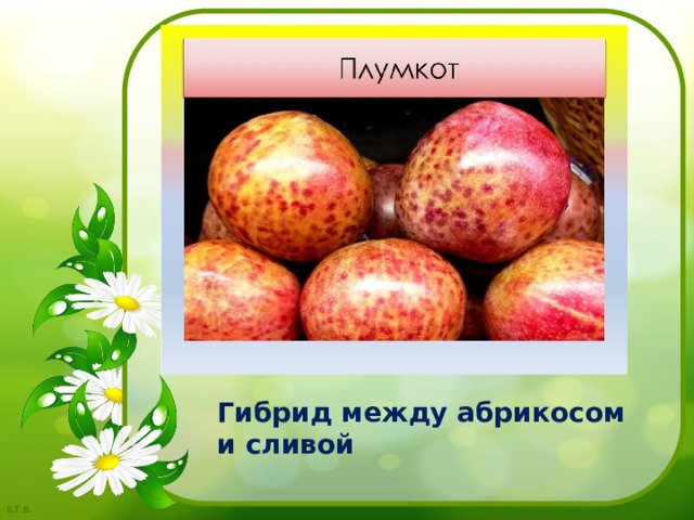 Гибрид между абрикосом и сливой 