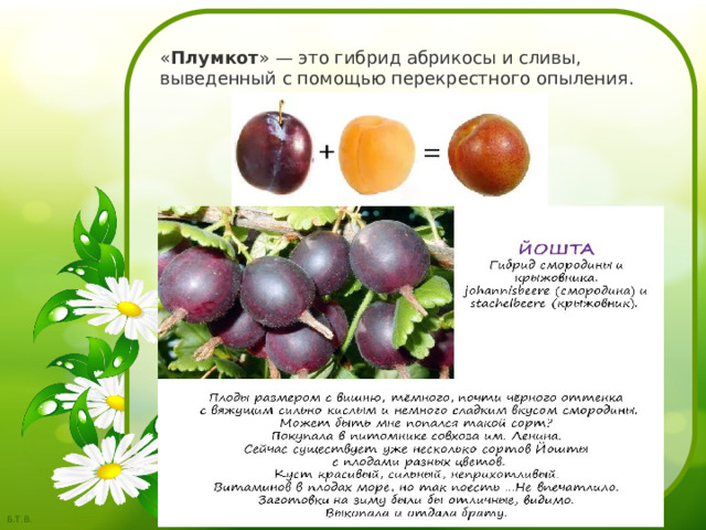 « Плумкот » — это гибрид абрикосы и сливы, выведенный с помощью перекрестного опыления. 