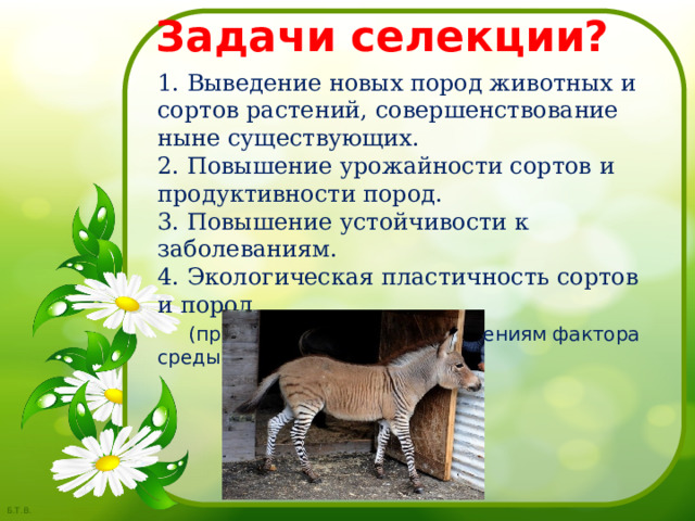 Задачи селекции? 1. Выведение новых пород животных и сортов растений, совершенствование ныне существующих.  2. Повышение урожайности сортов и продуктивности пород.  3. Повышение устойчивости к заболеваниям.  4. Экологическая пластичность сортов и пород   (приспособленность к изменениям фактора среды) 