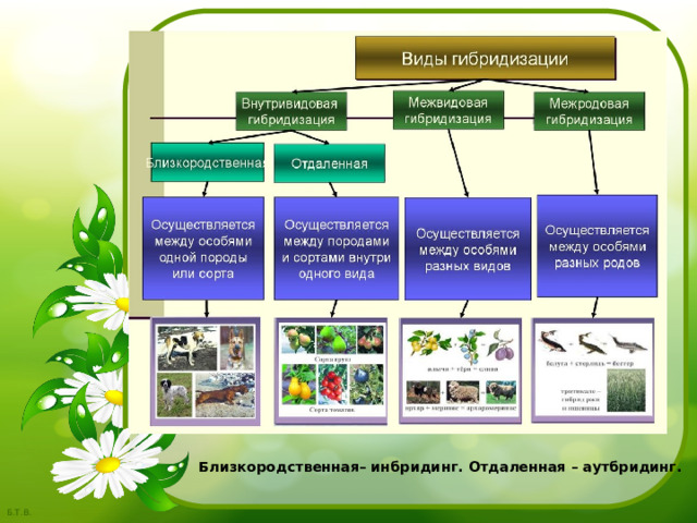 Близкородственная– инбридинг. Отдаленная – аутбридинг. 