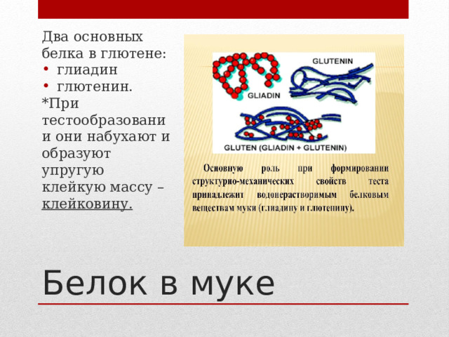 Два основных белка в глютене:  глиадин  глютенин. *При тестообразовании они набухают и образуют упругую клейкую массу – клейковину. Белок в муке 
