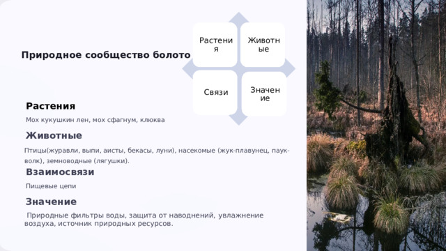 Растения Животные Природное сообщество болото Связи Значение Растения Мох кукушкин лен, мох сфагнум, клюква Животные Птицы(журавли, выпи, аисты, бекасы, луни), насекомые (жук-плавунец, паук-волк), земноводные (лягушки). Взаимосвязи Пищевые цепи Значение   Природные фильтры воды, защита от наводнений,  увлажнение воздуха, источник природных ресурсов. 