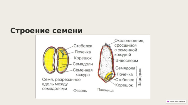  Строение семени 
