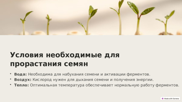  Условия необходимые для прорастания семян Вода: Необходима для набухания семени и активации ферментов. Воздух: Кислород нужен для дыхания семени и получения энергии. Тепло: Оптимальная температура обеспечивает нормальную работу ферментов. 