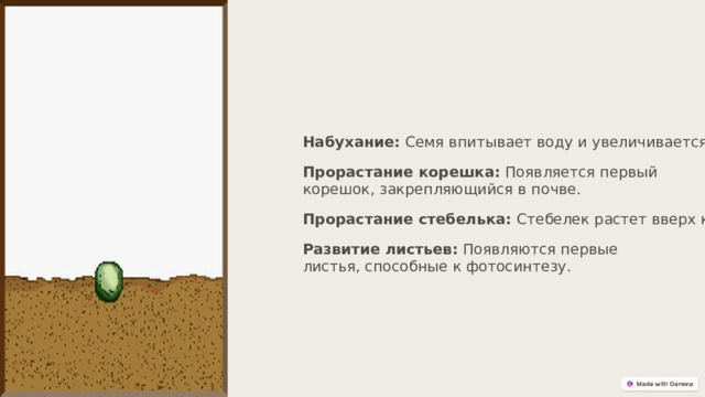  Набухание: Семя впитывает воду и увеличивается в размерах. Прорастание корешка: Появляется первый корешок, закрепляющийся в почве. Прорастание стебелька: Стебелек растет вверх к свету. Развитие листьев: Появляются первые листья, способные к фотосинтезу. 