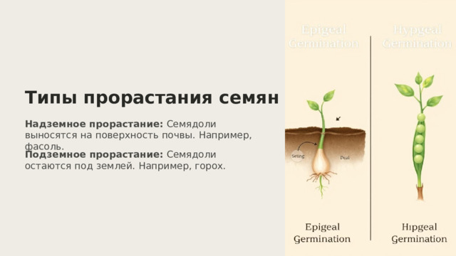  Типы прорастания семян Надземное прорастание: Семядоли выносятся на поверхность почвы. Например, фасоль. Подземное прорастание: Семядоли остаются под землей. Например, горох. 