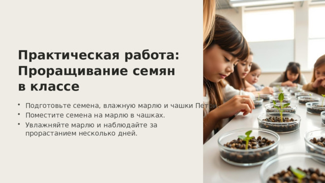  Практическая работа: Проращивание семян в классе Подготовьте семена, влажную марлю и чашки Петри. Поместите семена на марлю в чашках. Увлажняйте марлю и наблюдайте за прорастанием несколько дней. 