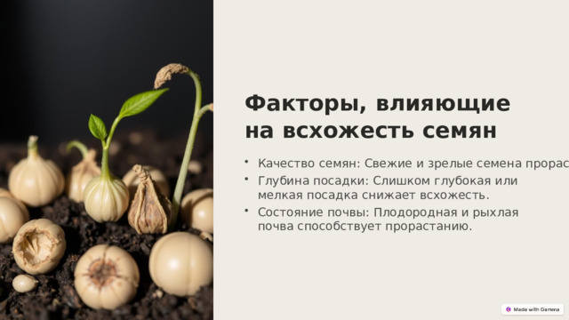  Факторы, влияющие на всхожесть семян Качество семян: Свежие и зрелые семена прорастают лучше. Глубина посадки: Слишком глубокая или мелкая посадка снижает всхожесть. Состояние почвы: Плодородная и рыхлая почва способствует прорастанию. 