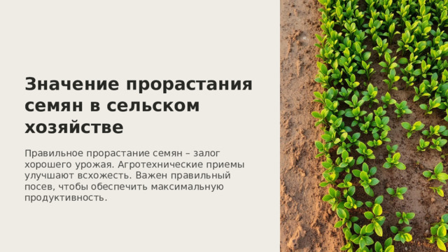  Значение прорастания семян в сельском хозяйстве Правильное прорастание семян – залог хорошего урожая. Агротехнические приемы улучшают всхожесть. Важен правильный посев, чтобы обеспечить максимальную продуктивность. 