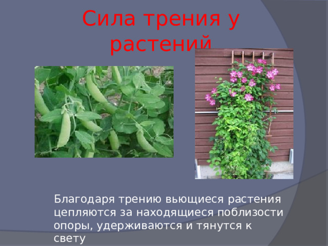 Сила трения у растений Благодаря трению вьющиеся растения цепляются за находящиеся поблизости опоры, удерживаются и тянутся к свету 