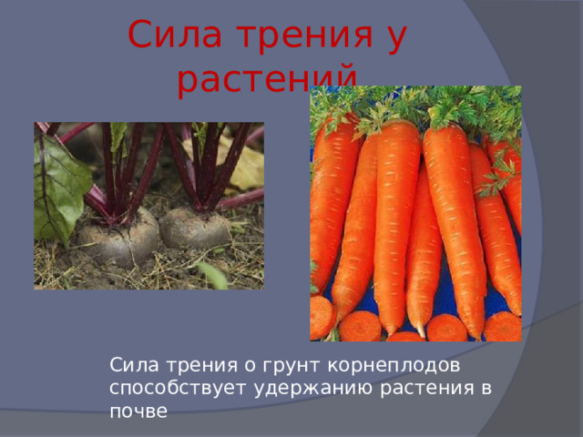 Сила трения у растений Сила трения о грунт корнеплодов способствует удержанию растения в почве 