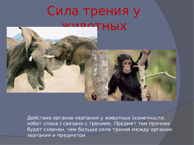 Сила трения у животных Действие органов хватания у животных (конечности, хобот слона ) связано с трением. Предмет тем прочнее будет схвачен, чем больше сила трения между органом хватания и предметом 