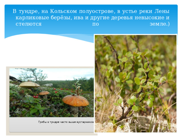 В тундре, на Кольском полуострове, в устье реки Лены карликовые берёзы, ива и другие деревья невысокие и стелются по земле.)   