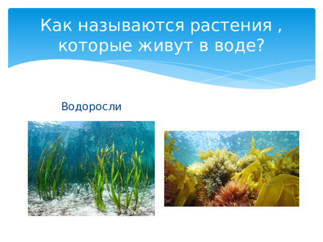 Как называются растения , которые живут в воде? Водоросли 
